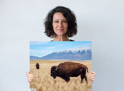 Snow-Kissed Bison: Antelope Island Bison Western Wildlife Metal Canvas Art Print Utah Photography