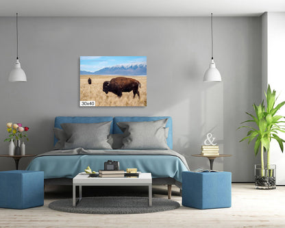 Snow-Kissed Bison: Antelope Island Bison Western Wildlife Metal Canvas Art Print Utah Photography