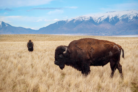 Snow-Kissed Bison: Antelope Island Bison Western Wildlife Metal Canvas Art Print Utah Photography