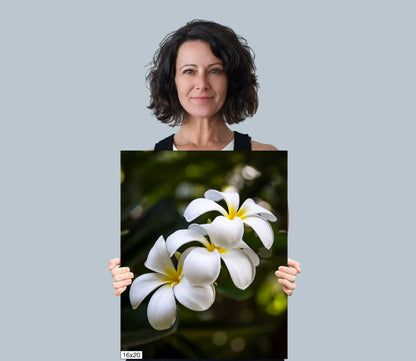 Island Elegance: Hawaiian White Plumeria Flower Photography Wall Art Nature Canvas Print