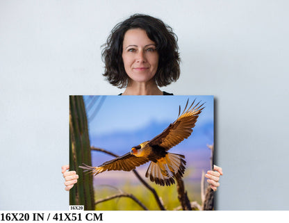 Feathers of Fire: Crested Caracara Wall Art Wildlife Photography Bird Canvas Metal Print