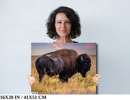 Wilderness Wonders: Bison Wildlife Canvas Print Antelope Island State Park Photography Utah Animal Wall Art