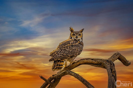 Silent Vigil: Great Horned Owl On a Branch Photography Painted Sky Canvas Print Bird Metal Wall Art