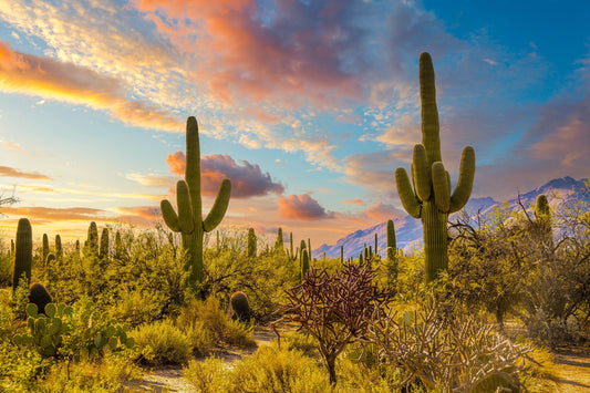 Cactus Kingdom: Giant Cactus Sabino Canyon Wall Art Tucson Landscape Canvas Print Arizona Desert
