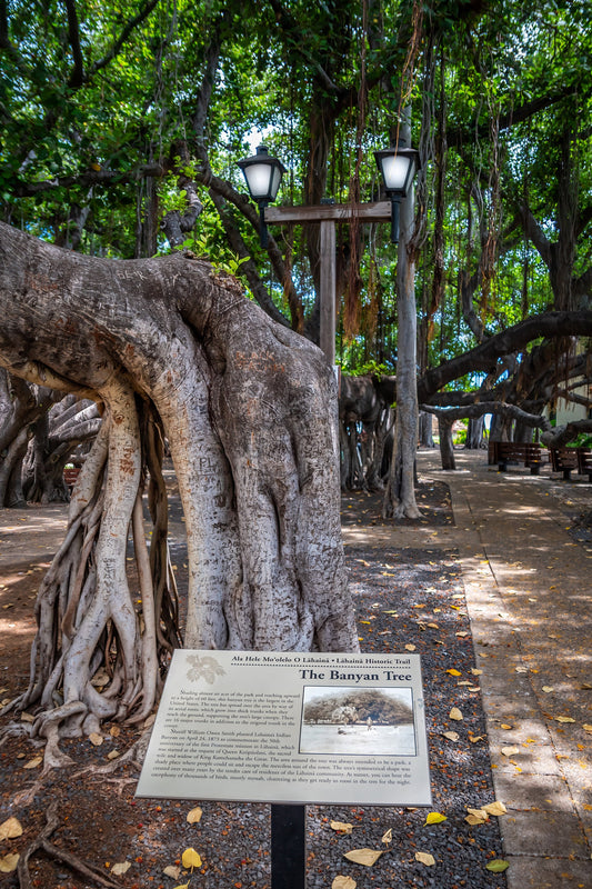 The Lahaina Banyan Tree: Hawaii's Historical Tree Photography Maui Wall Art Hawaii Canvas Metal Print