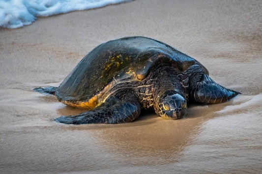Turtle Treasures of Hawaii: Hawaii Sea Turtle Photography Wall Art Ocean Wildlife Canvas Print