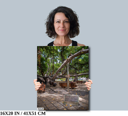 Nature's Canopy: Banyan Tree Canvas Print Wall Art Lahaina Hawaii Portrait Maui Nature Photography