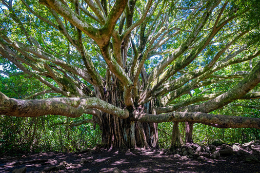 Ancient Majesty: Banyan Tree in Haleakala National Park Photography Maui Nature Canvas Print Hawaii Landscape