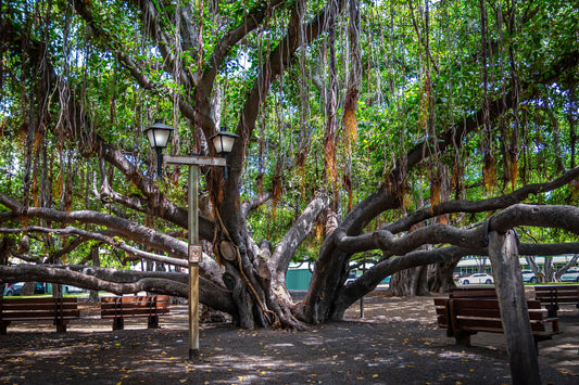 Shade of Serenity: Laihana Hawaii Banyan Tree Photography Maui Nature Canvas Metal Print