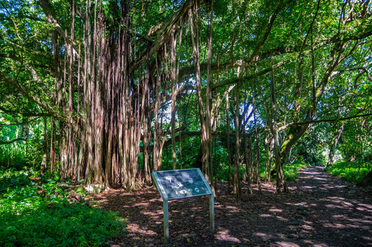 Soulful Shadows: Banyan Tree in Haleakala National Park Photography Maui Nature Canvas Print Hawaii Landscape