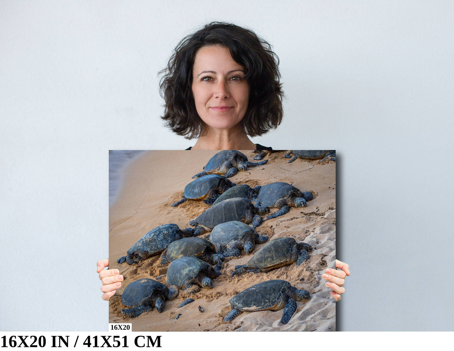 Bale of Turtles: Maui Hawaii Sea Turtles Photography Ocean Wildlife Wall Art Canvas Print