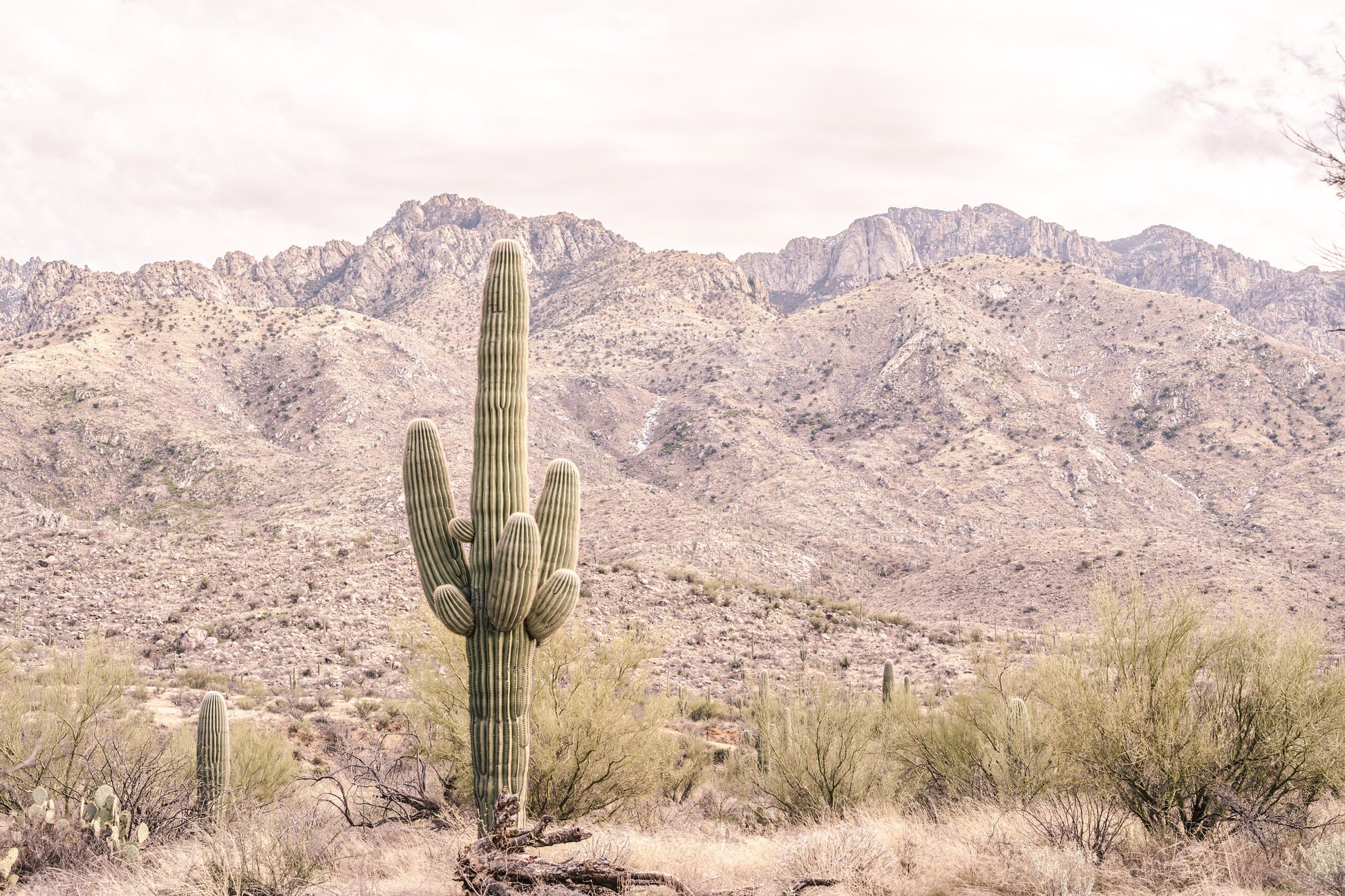Art Photography Desert Cactus
