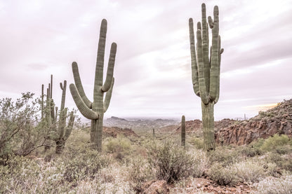 Gold Canyon Wonder: Saguaro Cactus Arizona Wall Art Metal Canvas Print  Desert Landscape Photography