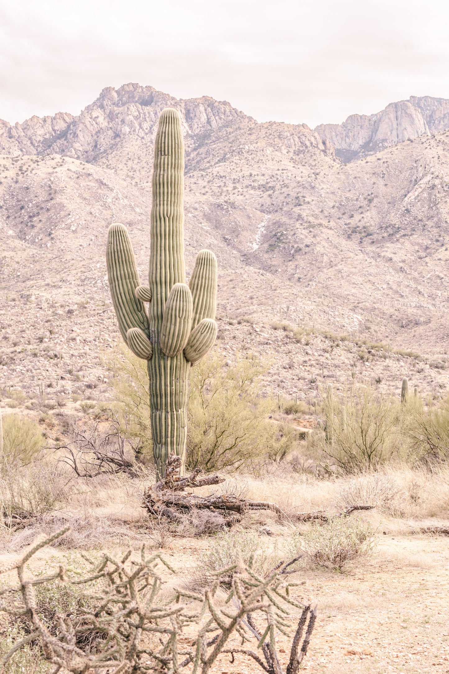 Sculpted Echoes of Nature: Saguaro Cactus Arizona Wall Art Photography Southwestern Cactus Metal Aluminum Print
