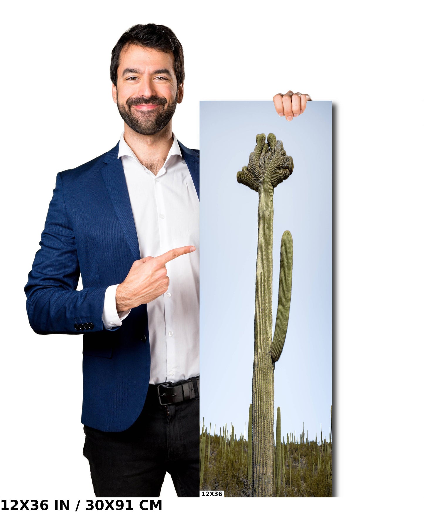 Quirky Crowns: Crested Saguaro Cactus Wall Art Portrait Metal Aluminum Print Arizona Desert Photography
