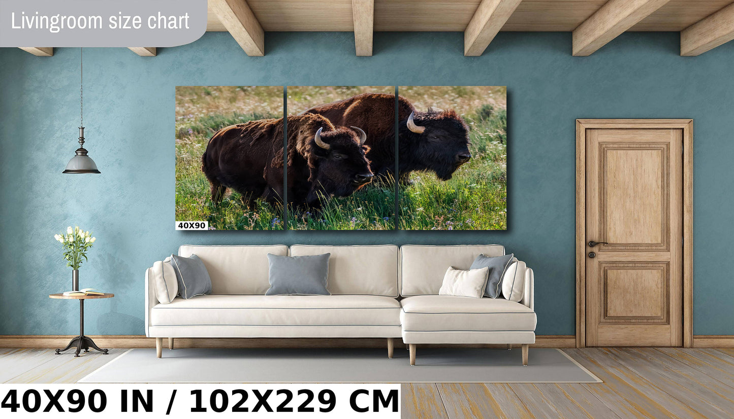 American Buffalo Romance: Male and Female Bison Courting in Yellowstone Wall Art Metal Canvas Print