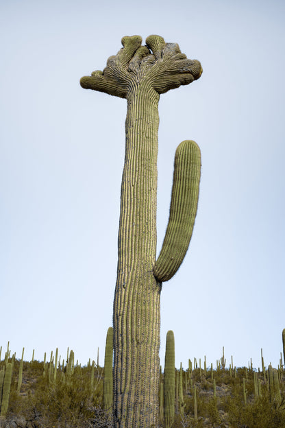 Quirky Crowns: Crested Saguaro Cactus Wall Art Portrait Metal Aluminum Print Arizona Desert Photography