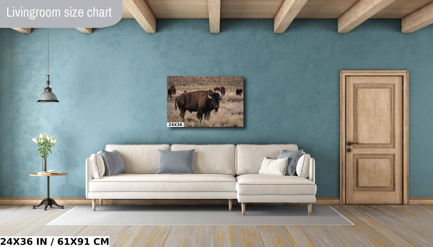 Bison Happy Hour: American Buffalo Herd Wall Art Bison Photography Metal Canvas Print Utah Wildlife