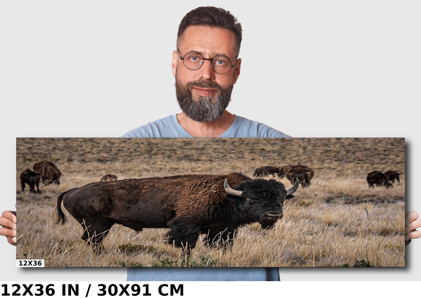 Bison Happy Hour: American Buffalo Herd Wall Art Bison Photography Metal Canvas Print Utah Wildlife