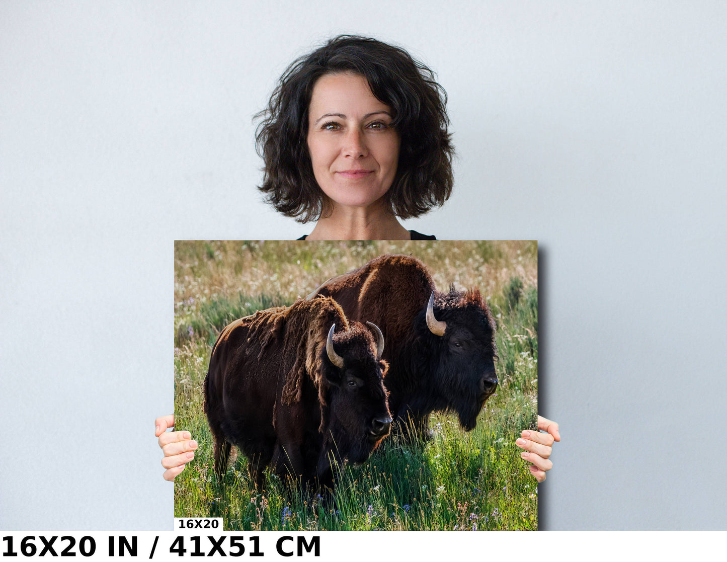 American Buffalo Romance: Male and Female Bison Courting in Yellowstone Wall Art Metal Canvas Print