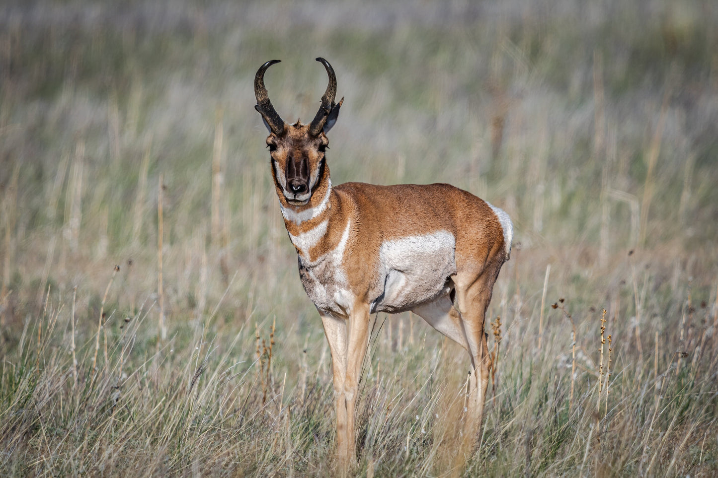Where the Antelope Roam: Pronghorn at Rest Utah Wall Art Wildlife Photography Metal Canvas Print