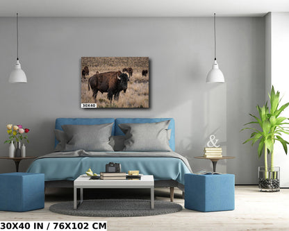 Bison Happy Hour: American Buffalo Herd Wall Art Bison Photography Metal Canvas Print Utah Wildlife