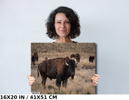 Bison Happy Hour: American Buffalo Herd Wall Art Bison Photography Metal Canvas Print Utah Wildlife