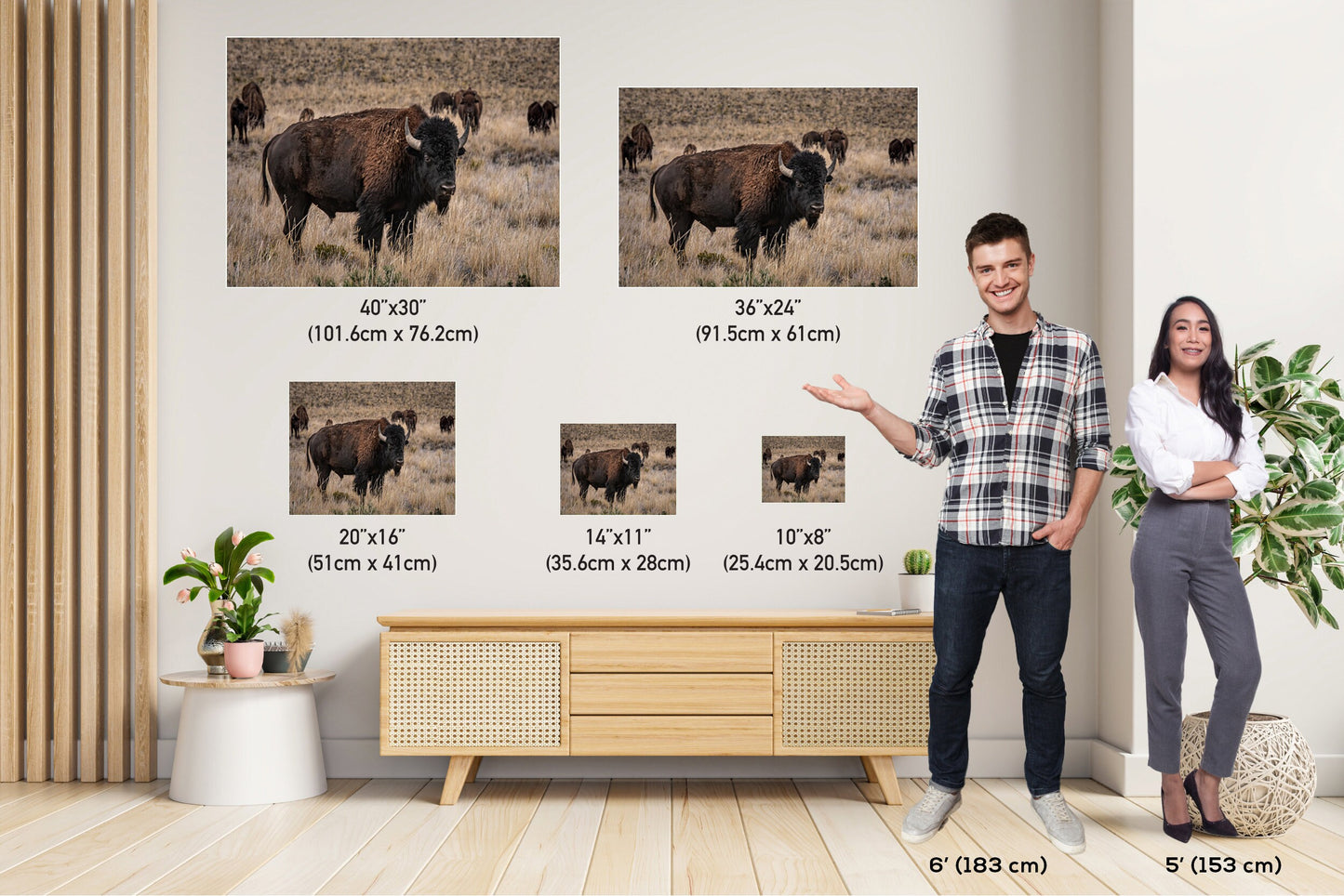 Bison Happy Hour: American Buffalo Herd Wall Art Bison Photography Metal Canvas Print Utah Wildlife