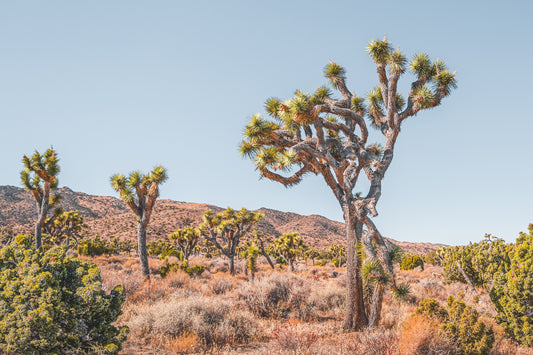Tiny Titans and Towering Giants: Joshua Trees Wall Art National Park California Metal Canvas Print Desert Landscape