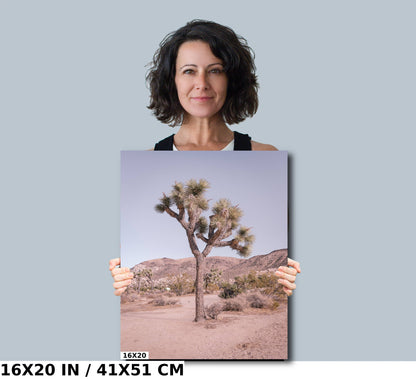 Pastel Joshua Tree: Joshua Tree National Park Metal Acrylic Canvas Print Southern California Photography Desert Landscape Wall Art