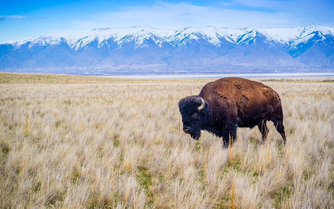 #imagesbycheri #animals #wildlife #bison #antelope #antelopeisland #antelopecany…