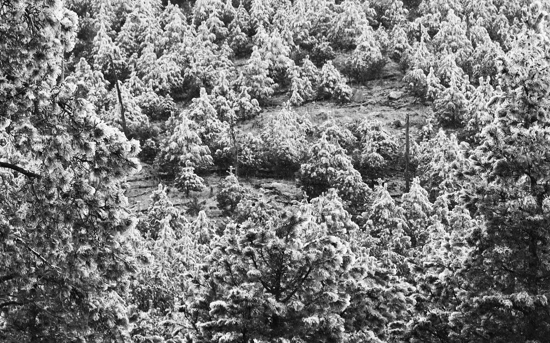 Wait, it’s mid-May! What is that white stuff all over the pine trees? Snow in …