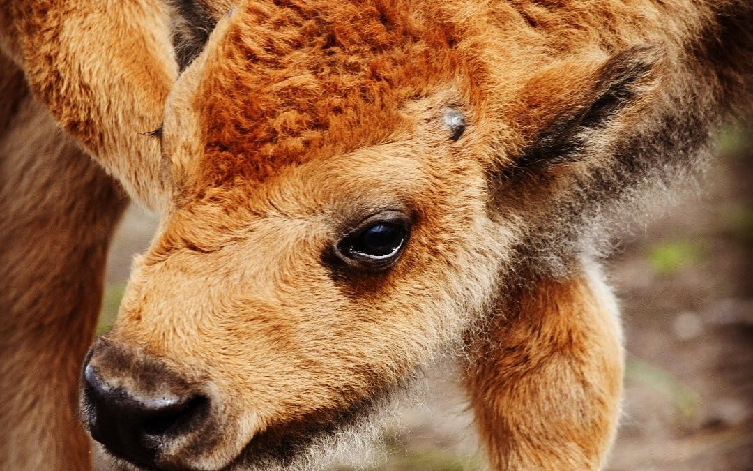 To see so many newborn bison has been simply incredible (and worth dealing with …