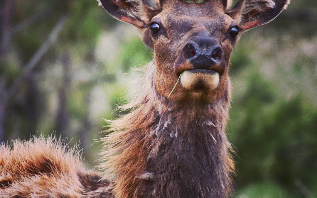 Amazing to think how big those antlers will be by the fall rut! #elk #antlers #…