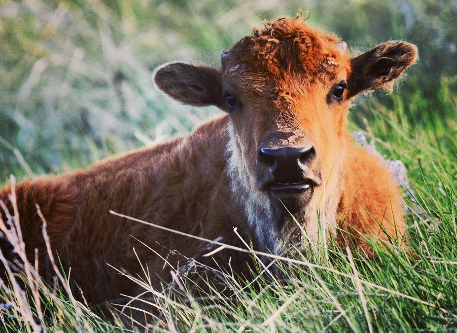 Who is watching who? 
Driving through herds of bison, the humans stop their cars…