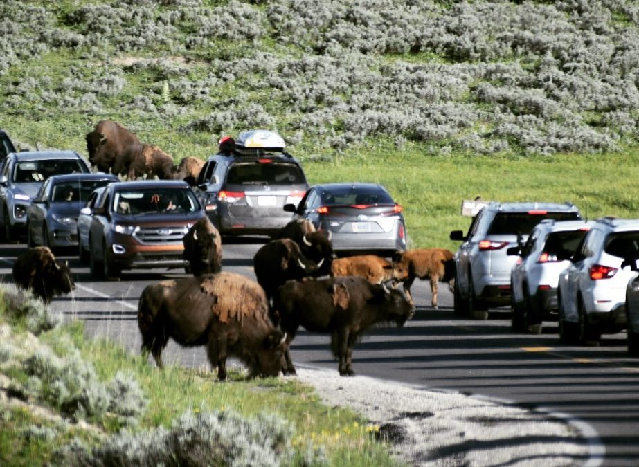 Bison plus July 4th weekend crowds equals long Bison Jams that delayed us for cl…