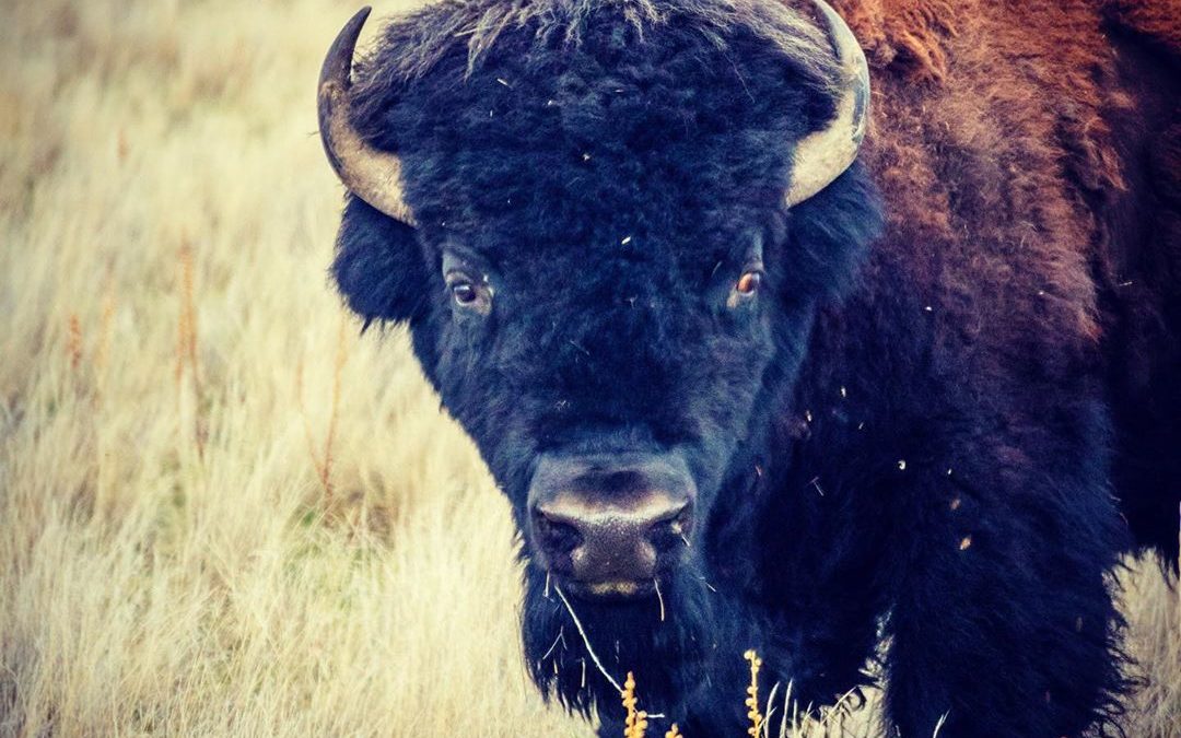 The bulls are hanging near each other on the north side of the Island while the …