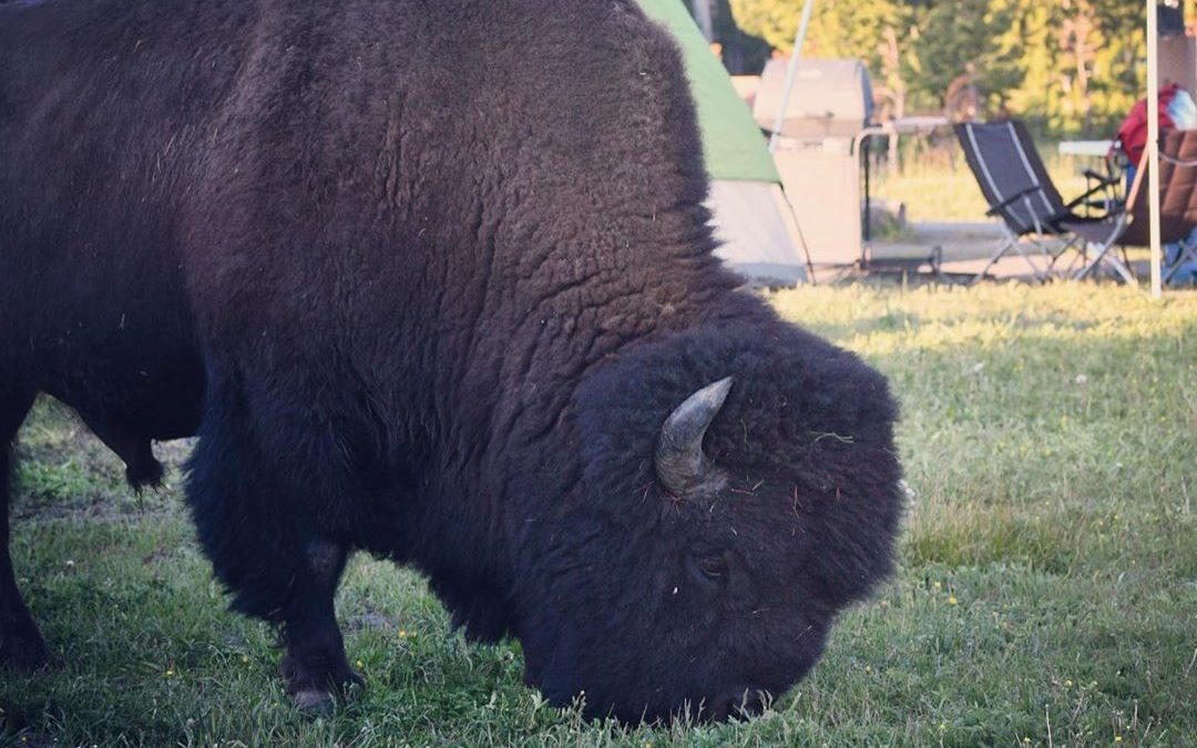 What to do when you return from a hike to find this pair having dinner in your c…