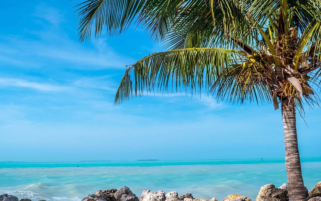 I am dreaming about sandy beaches, palm trees, sun, mai tais, sea turtles, conve…