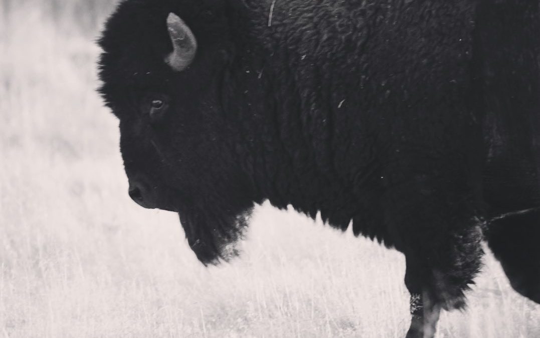 Majestic. #americanbison #bison #imagesbycheri #hellofreedom #wildlifephotograph…