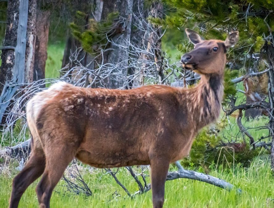 Strike a pose! #elk #grandtetonsnationalpark #imagesbycheri #hellofreedom #wildl…