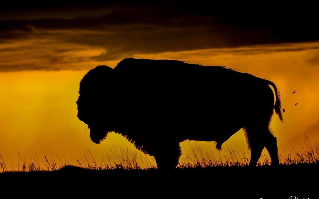 Happy National Bison Day. #bison #bisonofinstagram #nationalbisonday #imagesbych…