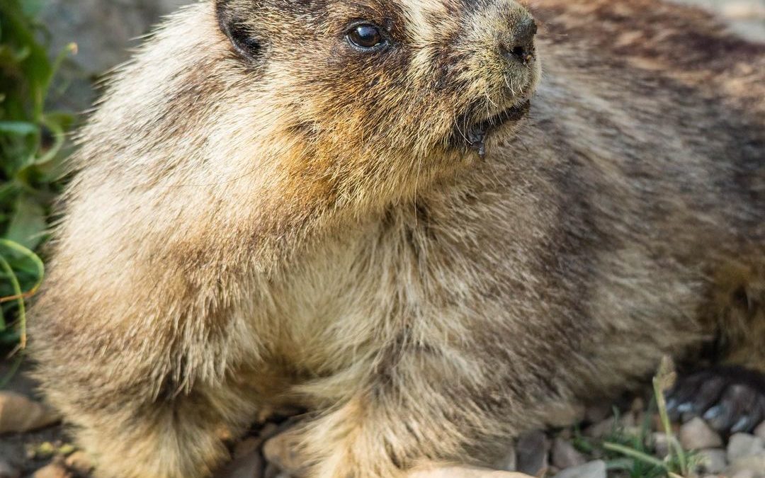 Shadow? Or no shadow? That is the question. #groundhogday #marmot #imagesbycheri…