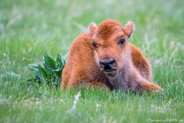 Images by Cheri got another Top 10% on @viewbug , this time in the Single Subjec…
