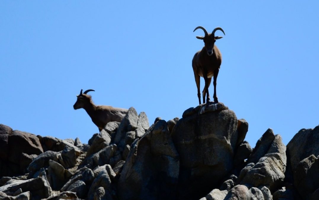 Ever feel like someone is watching you?  #bighornsheep #getoutdoors #animals #im…