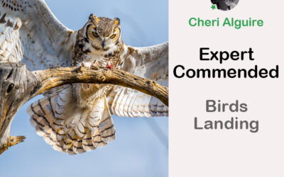 PhotoCrowd.com: Commended by the Expert in ‘Birds Landing’ Contest