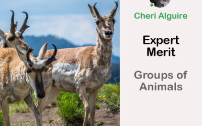PhotoCrowd.com: Merited by the Expert in ‘Groups of Animals’ Contest