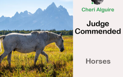 PhotoCrowd.com: Commended by the Judge in ‘Horses’ Contest