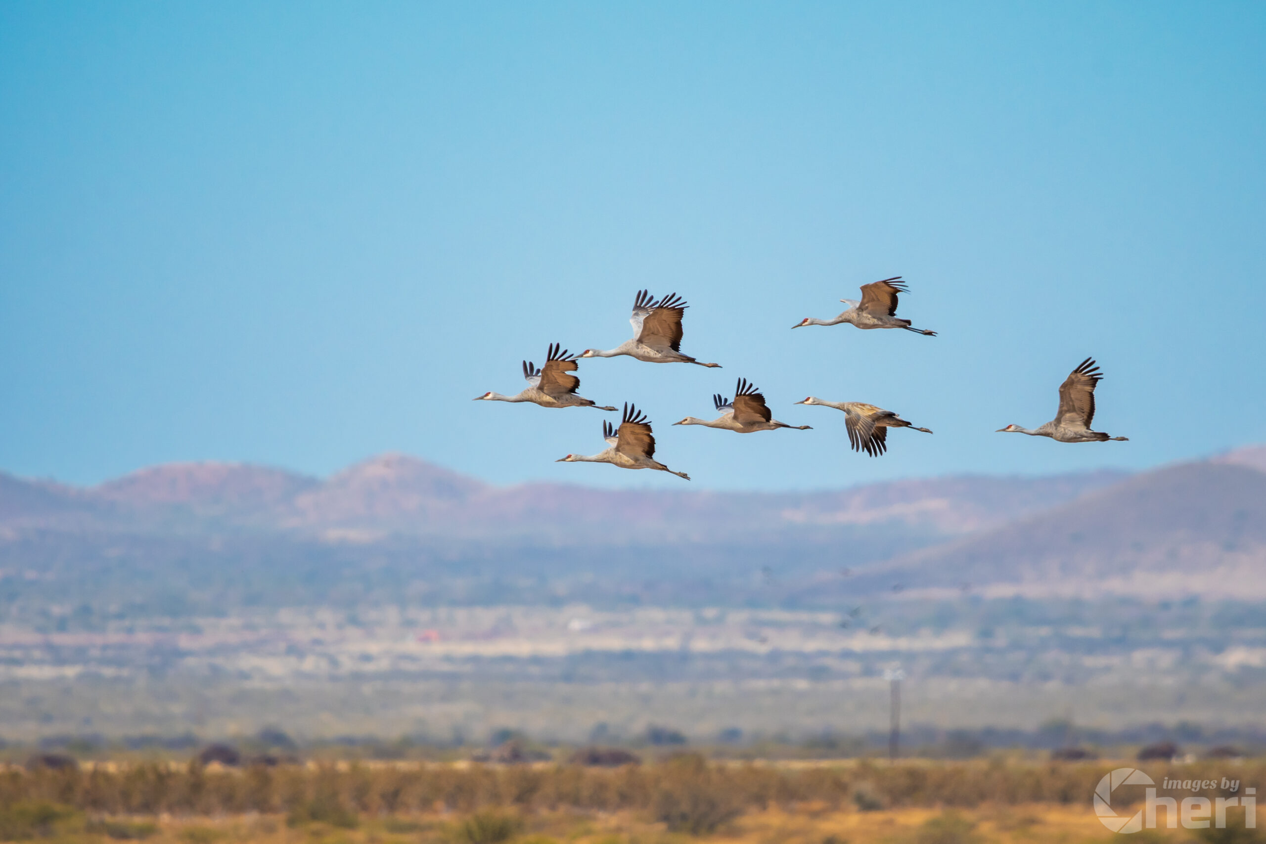 sandhill cranes