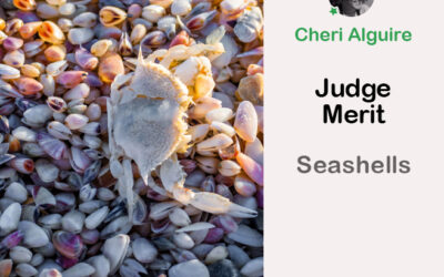 PhotoCrowd.com: Merited by the Judge in ‘Seashells’ Contest